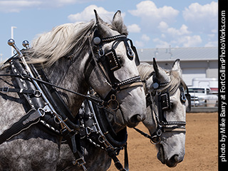 Draft Horse Show at LCF 2025