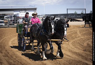 Draft Horse Show at LCF 2025
