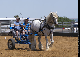 Draft Horse Show at LCF 2025