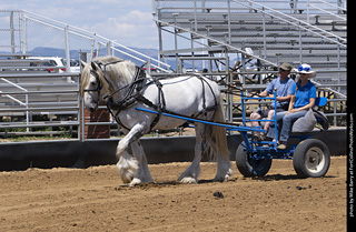 Draft Horse Show at LCF 2025