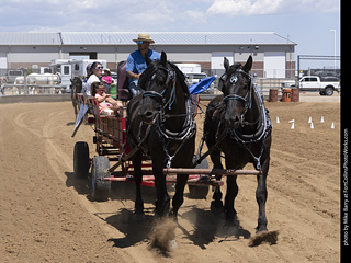 Draft Horse Show at LCF 2025