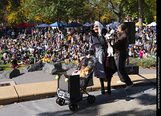 Tour de Corgi 2025 - Costume Contest