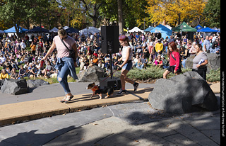 Tour de Corgi 2025 - Costume Contest