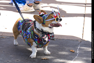 Tour de Corgi 2025 - Costume Contest