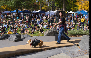 Tour de Corgi 2025 - Costume Contest