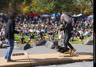 Tour de Corgi 2025 - Costume Contest