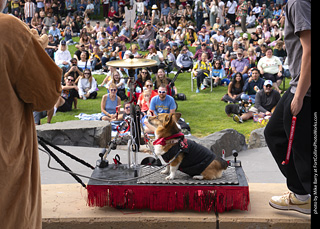 Tour de Corgi 2025 - Costume Contest