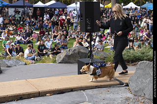 Tour de Corgi 2025 - Costume Contest