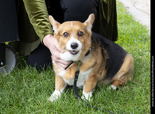 Tour de Corgi 2025 - attendees