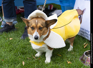 Tour de Corgi 2025 - attendees
