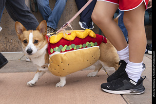  Tour de Corgi 2025 - The Tour