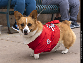  Tour de Corgi 2025 - The Tour