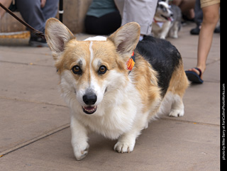  Tour de Corgi 2025 - The Tour