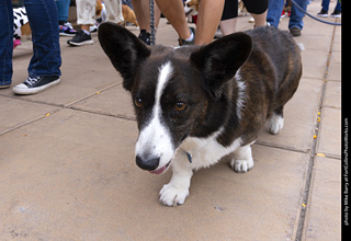  Tour de Corgi 2025 - The Tour