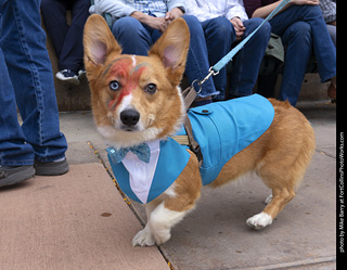  Tour de Corgi 2025 - The Tour