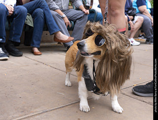  Tour de Corgi 2025 - The Tour