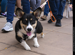  Tour de Corgi 2025 - The Tour