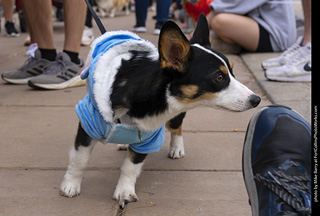  Tour de Corgi 2025 - The Tour