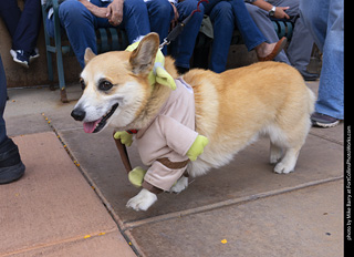  Tour de Corgi 2025 - The Tour