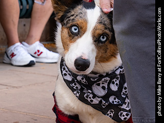 TDC 2025 The Tour #4