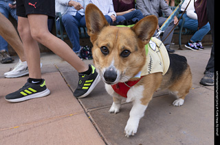  Tour de Corgi 2025 - The Tour
