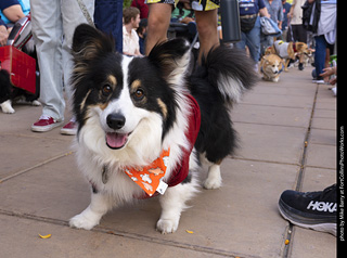  Tour de Corgi 2025 - The Tour