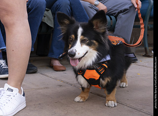  Tour de Corgi 2025 - The Tour
