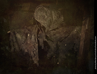 Creepy Walk in the Woods 2025