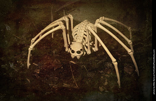 Creepy Walk in the Woods 2025