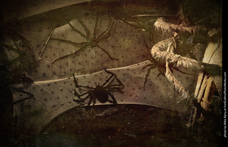 Creepy Walk in the Woods 2025