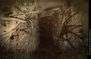 Creepy Walk in the Woods 2025