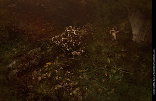 Creepy Walk in the Woods 2025